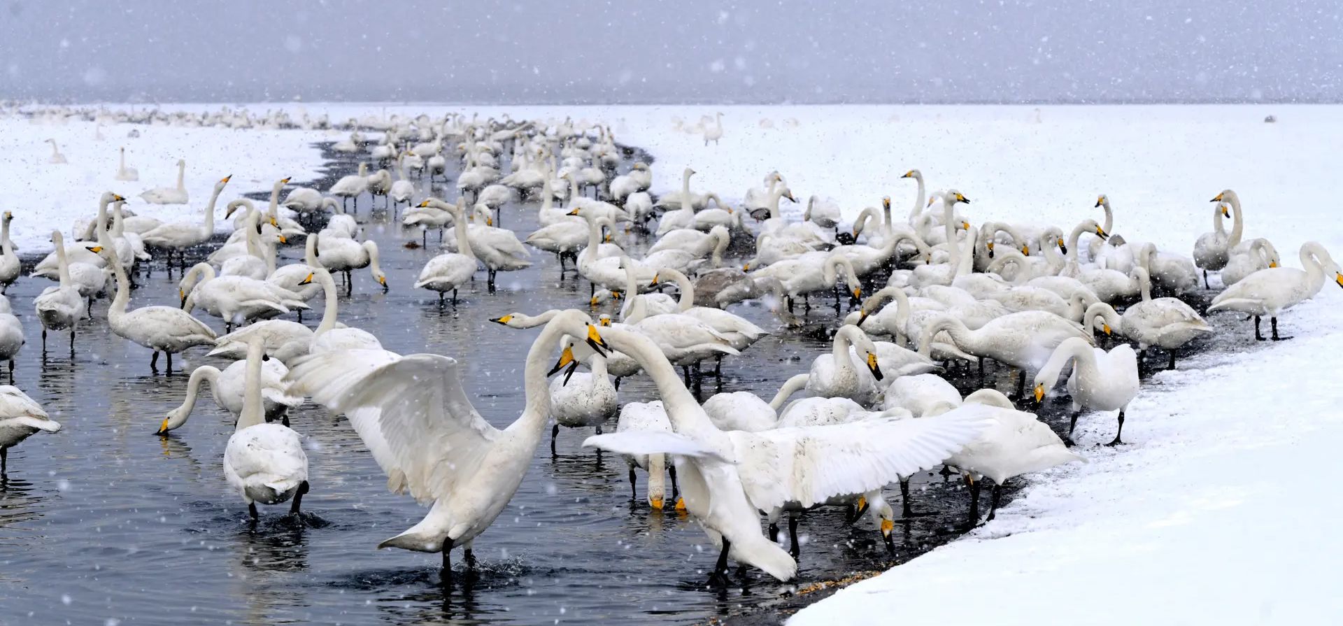Rongcheng, China. Cisnes cantores en la reserva natural nacional del cisne Fotografía: VCG/Getty Images