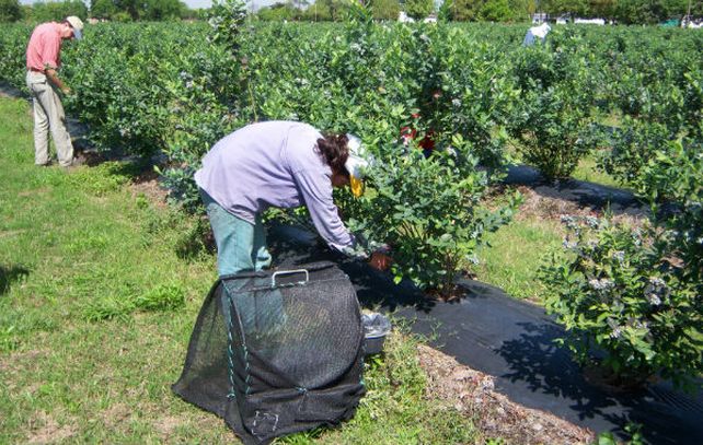 Los agricultores son oriundos de la provincia de Misiones.