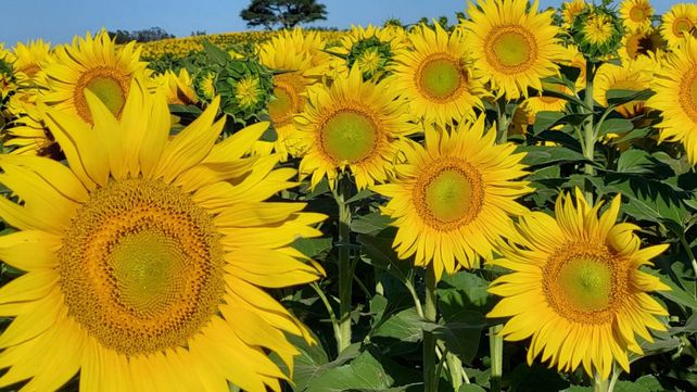La producción mundial de girasol crecerá un 13