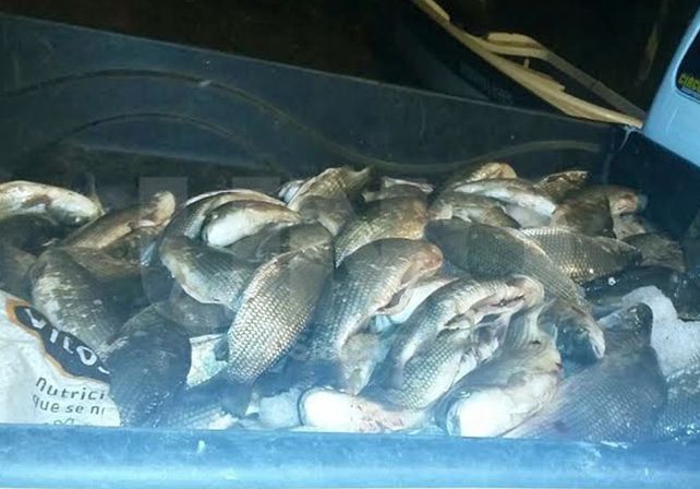 Los sábalos secuestrados en el ingreso a la ciudad de Santa Fe.