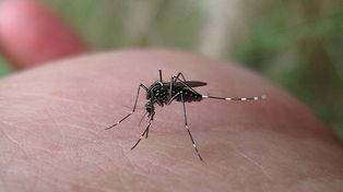 Las 10 cosas que provocan que los mosquitos te piquen