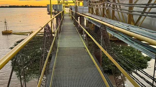 Qué traen los camalotes que llegan a las costas de Rosario en plena crecida del Paraná