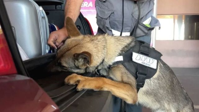 El perro de la Aduana que encontró los dólares.