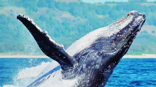 El avistaje de ballenas en Puerto Madryn ofrece beneficios exclusivos para los viajeros.