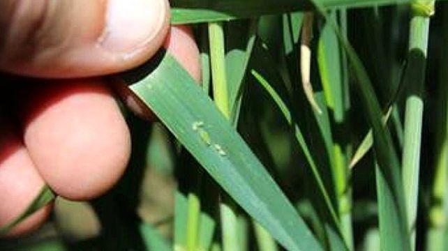 Pulgones y gusano blanco amenazan al trigo