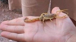 Las picaduras de alacranes pueden ser muy peligrosas si no se las atiende a tiempo.