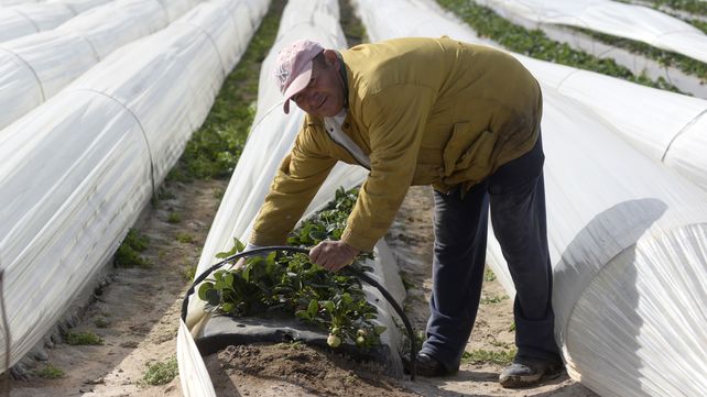 La bajante del río Paraná trae aparejada el aumento de la salinidad en el agua y eso pone en riesgo la producción de frutillas en Coronda.