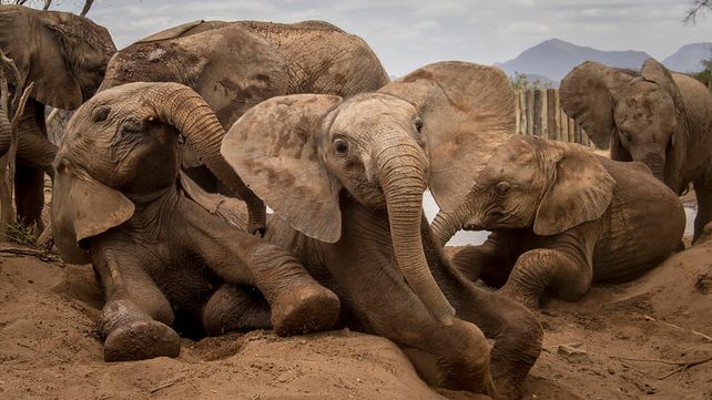 Imágenes ganadoras de los Premios Panda sobre vida salvaje