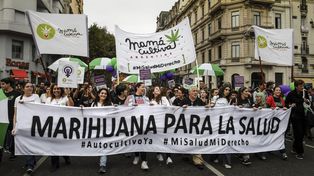 Un carné oficial habilita a cultivar y transportar cannabis en el país