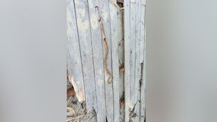 Limpiaban en el Espigón 2 y encontraron más de 30 Yararás