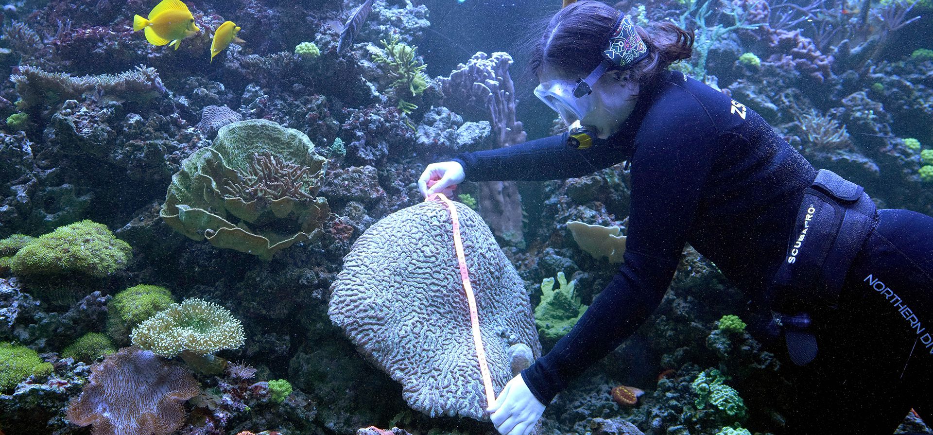 La cuidadora Colette Gibbings mide un pedazo de coral cerebro durante el pesaje en el ZSL London Zoo en Londres, el jueves 25 de agosto de 2022. El pesaje anual es una oportunidad para que los cuidadores del ZSL London Zoo se aseguren de que la información que han registrado este actualizada y sea precisa.