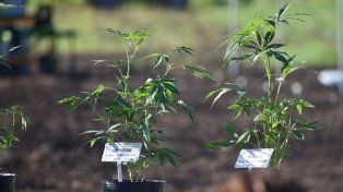 El LIF seguirá una parte de sus estudios de cannabis medicinal en Monte Vera. Plantación provincial en el Inta de Monte Vera