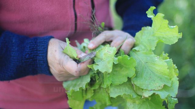 Producción de alimentos orgánicos: crecieron superficie y establecimientos&nbsp;