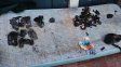 Allanaron vivienda de barrio Paraná V y destuvieron a cinco hombres relacionados al narcomenudeo. El lugar tenía una salamadra para incinerar evidencias Allanaron vivienda de barrio Paraná V y destuvieron a cinco hombres relacionados al narcomenudeo. El lugar tenía una salamadra para incinerar evidencias