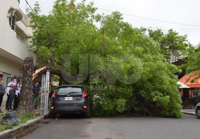 Cayó un árbol de gran porte sobre un auto en Bulevar y Mitre. Mirá las fotos