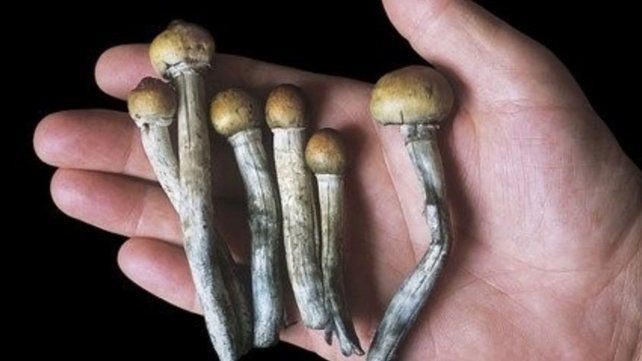 Una sustancia producida por hongos alucinógenos podría ayudar con la depresión