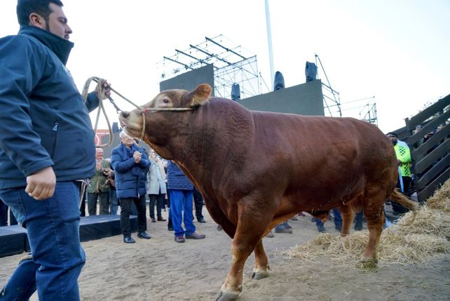 El campeón. Nicanor