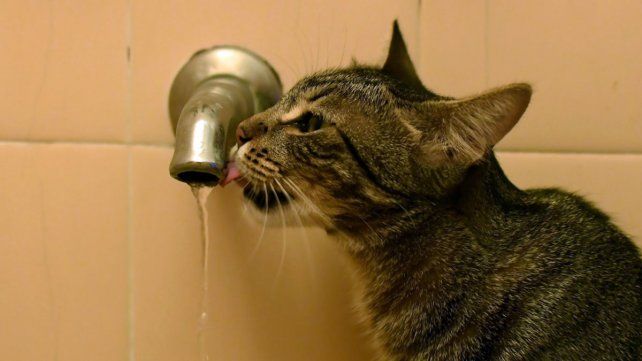Las altas temperaturas pueden afectar a las mascotas: cómo evitar los golpes de calor Las altas temperaturas pueden afectar a las mascotas: cómo evitar los golpes de calor
