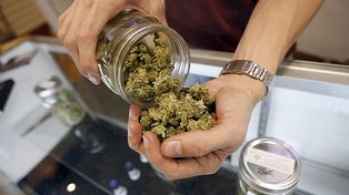 Tras la legalización, científicos uruguayos estudiarán efectos del cannabis sobre el sueño