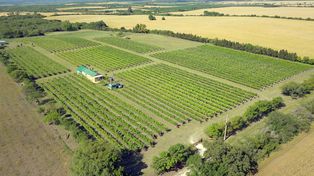 El viñedo Los Aromitos de Diamante será protegido y conservado