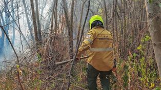 Incendios cerca de Concordia afectan 6.458 hectáreas forestales