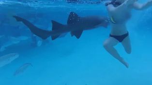Filmó el ataque de un tiburón a su mujer en plena luna de miel