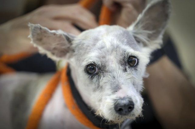 Scrim, el perro imposible de capturar que ya es una leyenda urbana en Nueva Orleans