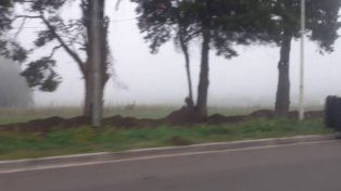 Un manto de niebla cubre gran parte de Entre Ríos
