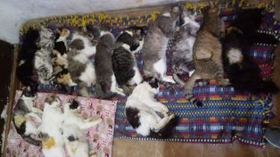 Maltrato animal: los gatitos rescatados del hotel