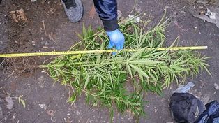En los allanamientos por narcomenudeo se halló un trozo de marihuana y planas de cannabis, entre otros elementos.