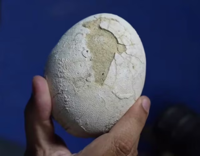 Estos investigadores habían descubierto el año pasado la garra del dinosaurio Bonapartenykus ultimus