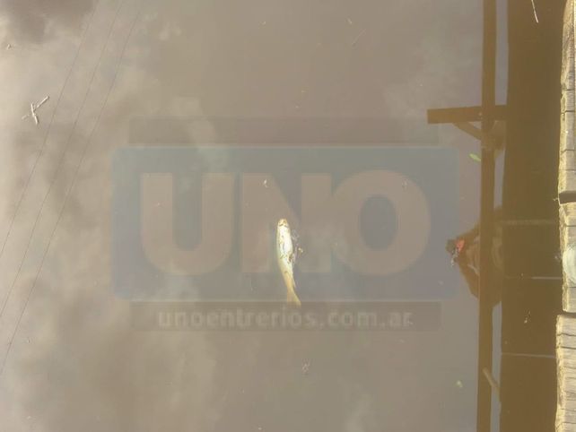 Vecinos de San José denunciaron mortandad de peces