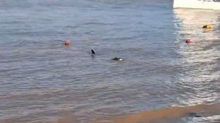 Apareció en el balneario La Florida un yacaré de más de un metro y medio de largo