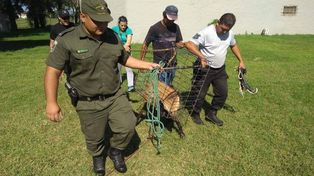 Rescataron un cachorro de aguará guazú en un centro deportivo