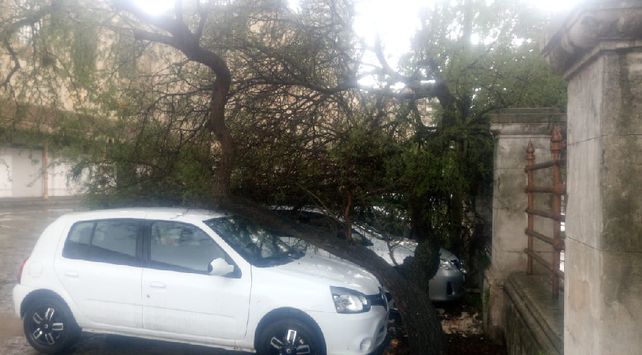 Dos autos quedaron atrapados por un árbol