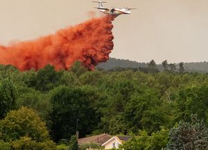 Incendios en Italia: pirómanos utilizan gatos para propagar las llamas en Sicilia