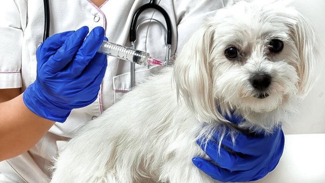 Es el Día Mundial contra la Rabia