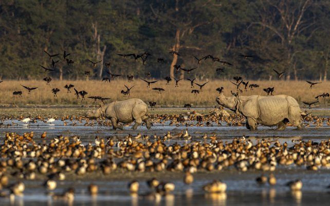 Rinocerontes corren mientras las aves migratorias vuelan sobre un humedal en el santuario de vida silvestre Pobitora, en el noreste del estado de Assam, India.