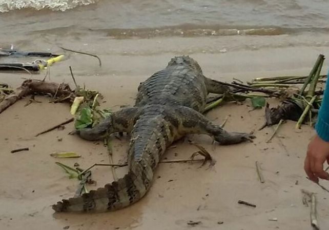 Un extraño visitante en la zona de playas de Rosario