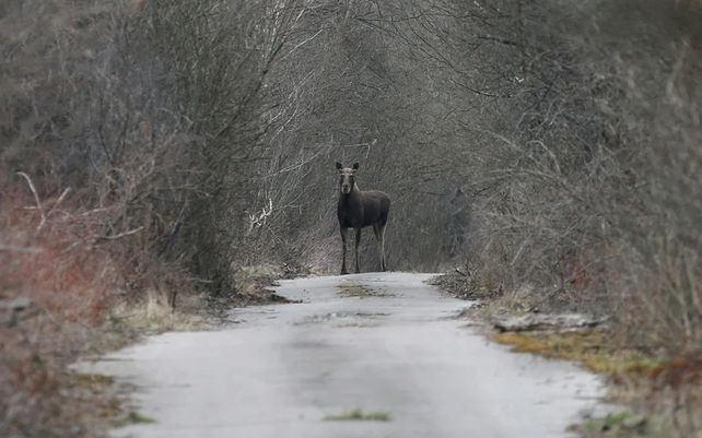 Chernobyl: a 35 años del accidente nuclear más grave de la historia