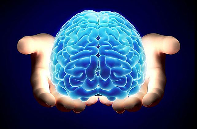 Buceando en el cerebro