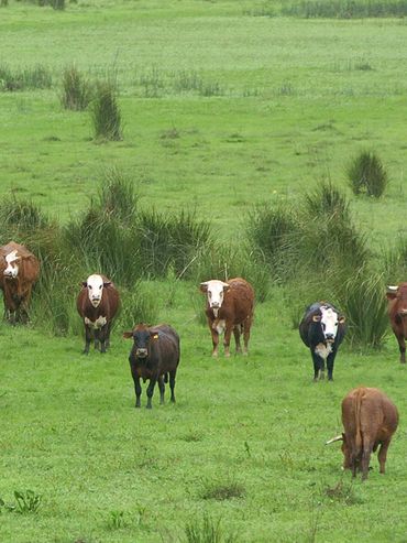 Ganadería: la cepa argentina modificada contra el herpesvirus trasciende fronteras