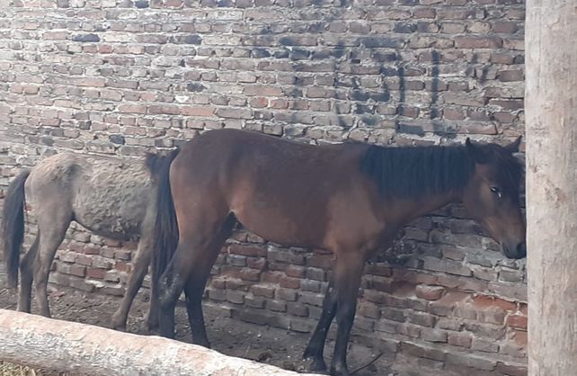 Los animales rescatados&nbsp;