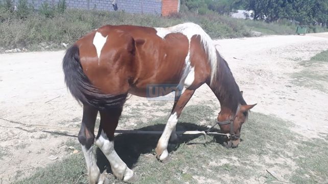 Paraná: rescataron dos caballos en avanzado estado de desnutrición