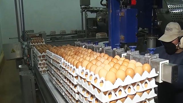 La inocuidad de los ovoproductos en el corredor avícola entrerriano potencian las exportaciones.