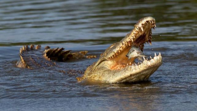 Las asombrosas fotos de la naturaleza premiadas en un concurso