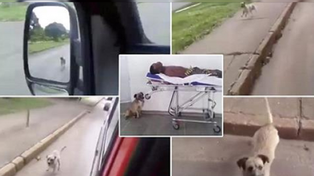 Un perro corrió tras una ambulancia para acompañar a su dueño al hospital
