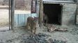 Pumas rescatados de un coto de caza en el norte de Santa Fe. La imagen es de 2008.