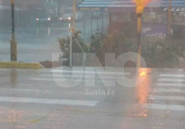 Ana María Verón envió una foto de un árbol caído frente  ala terminal de ómnibus.