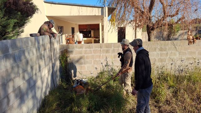 Gualeguay: rescataron un ejemplar de aguará guazú